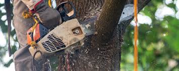 How Our Tree Care Process Works  in  Lochbuie, CO