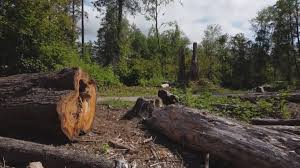 Best Tree Disease Treatment  in Lochbuie, CO