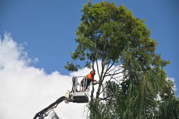 Best Tree Maintenance Programs  in Lochbuie, CO