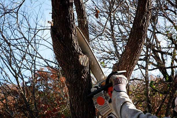 Best Hedge Trimming  in Lochbuie, CO