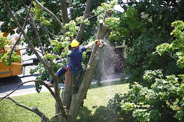 Professional Tree Care in Lochbuie, CO