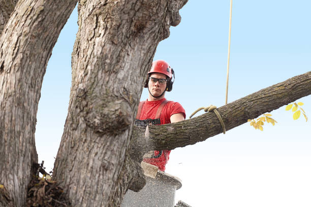 Best Aeration Services  in Lochbuie, CO